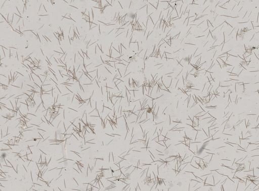 Chalinula loosanoffi