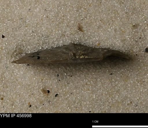 Stropheodonta sp.