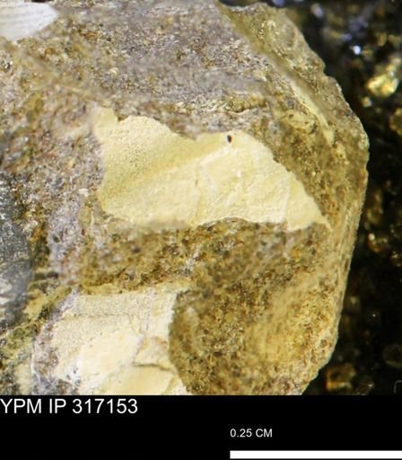 undet. Mollusca