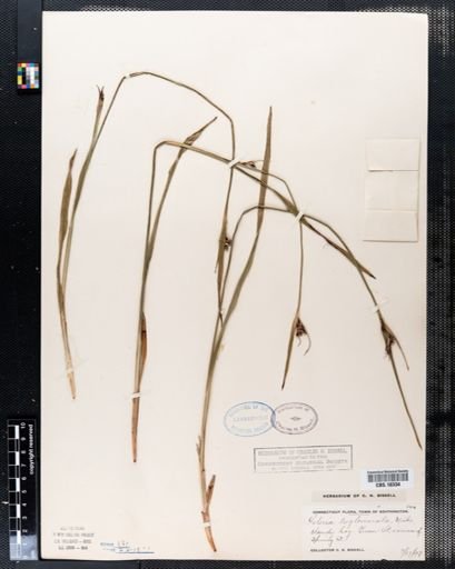 Scleria triglomerata