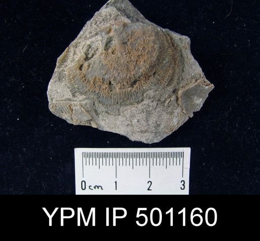 Derbyia sp.