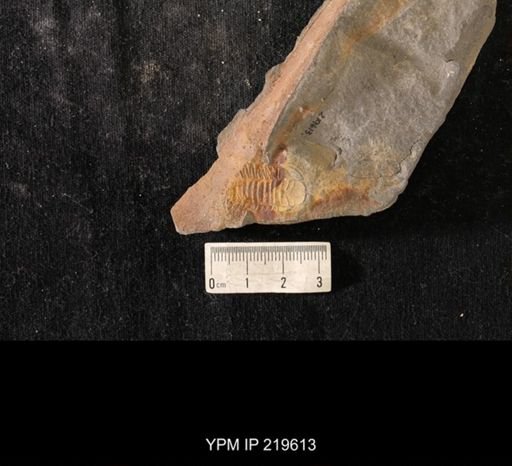 Triarthrus eatoni