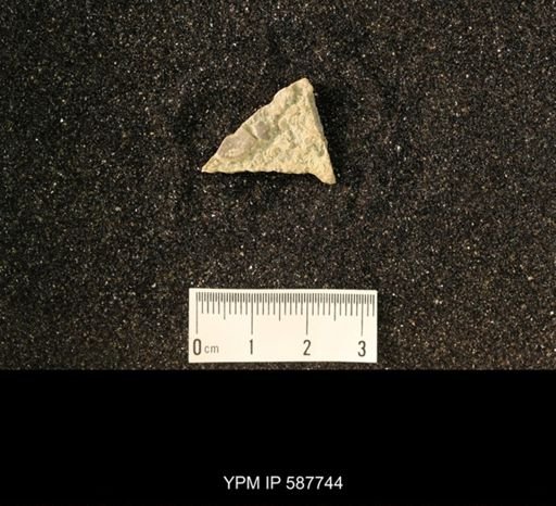 Brachyprion anticostiense