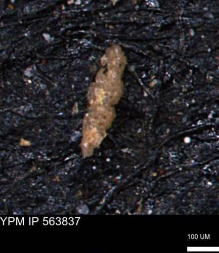 Verneuilinoides kansasensis