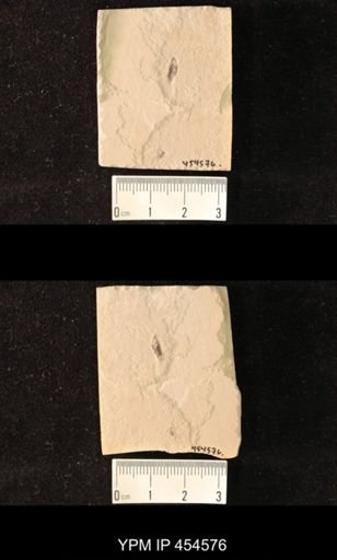 undet. Coleoptera