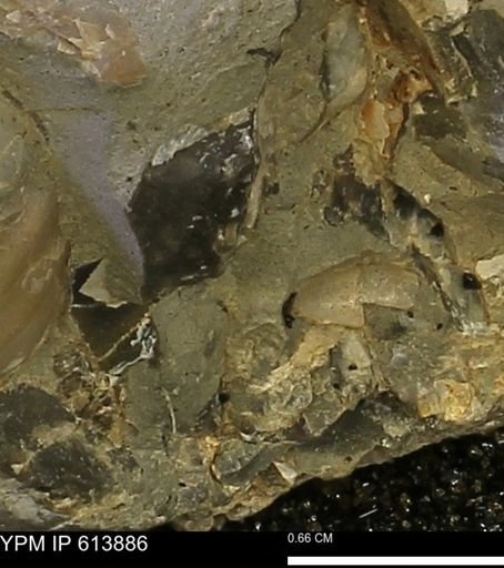 Inoceramus sp.