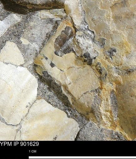 Inoceramus sp.