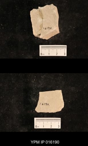 Chelopterum peregrinum
