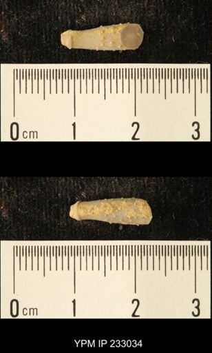 Archaeocidaris sp.