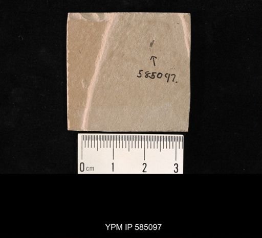 undet. Hymenoptera