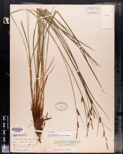 Plantae