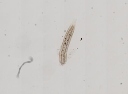 Fluminicola virens