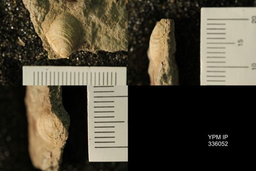 undet. Bivalvia