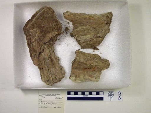 Xiphactinus sp.