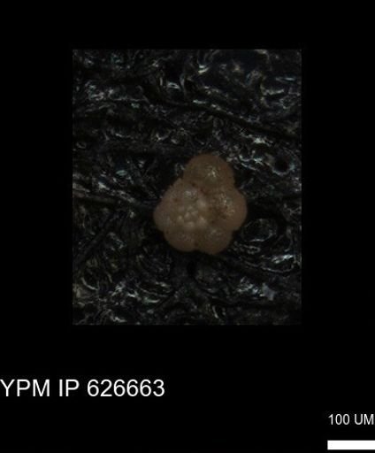 undet. Foraminiferida