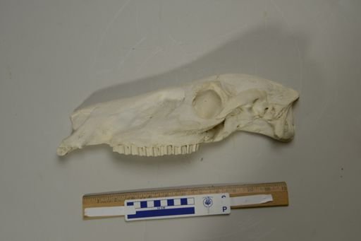 Protohippus perditus