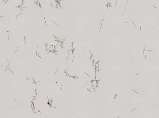 Myxilla fimbriata