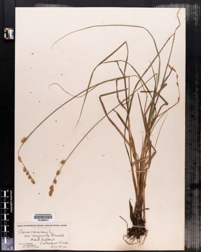 Plantae