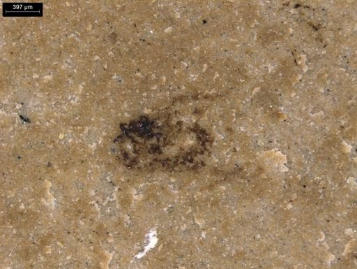 undet. Diptera