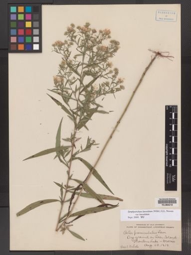 Symphyotrichum lanceolatum