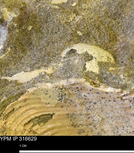 undet. Mollusca