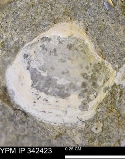 undet. Bivalvia