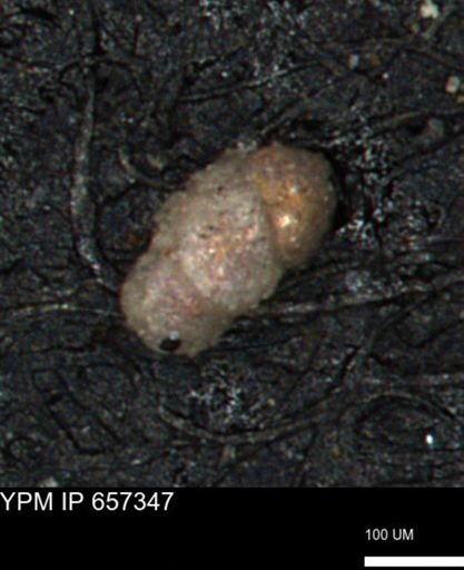 Bimonilina variana