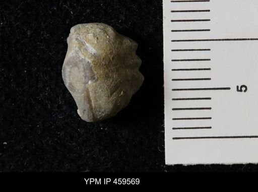 Wellerella osagensis