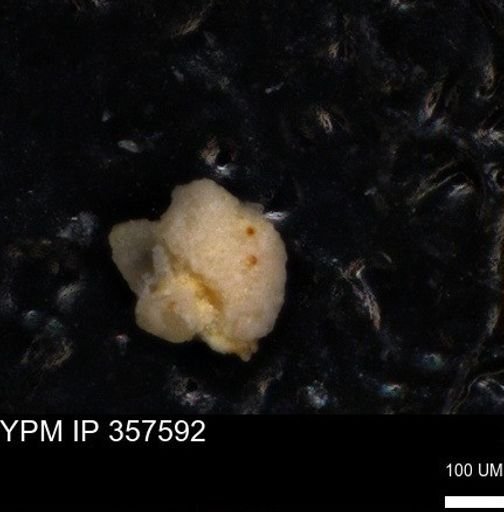 undet. Foraminiferida