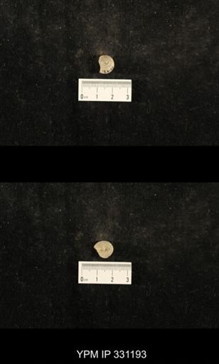 Trepospira depressa