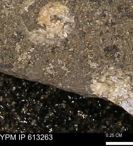 Scaphites sp.