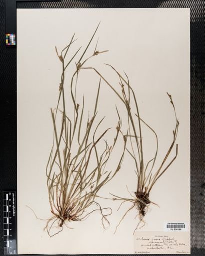 Carex amphibola