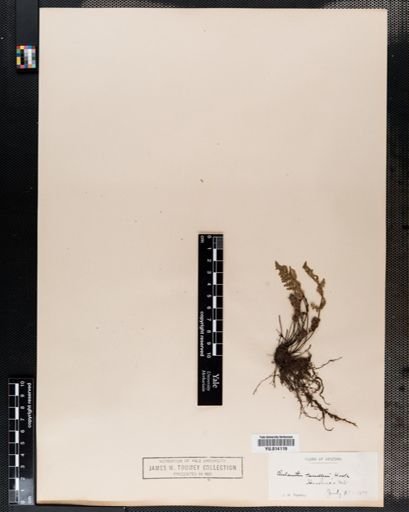 Cheilanthes