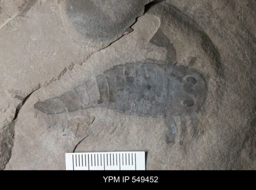 undet. Eurypterida