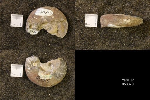 Discoscaphites conradi