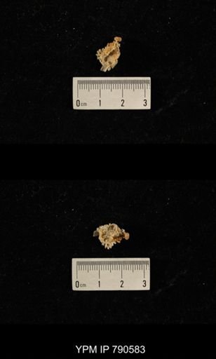 undet. Bryozoa