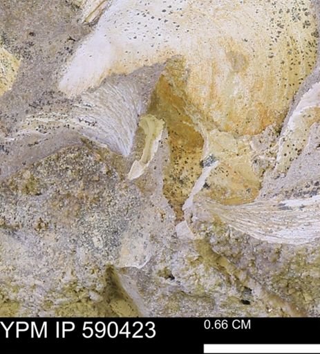 Protocardia?