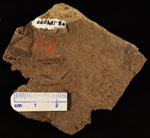 Lepidodendron sp.