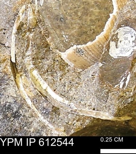 Limopsis striatopunctatus