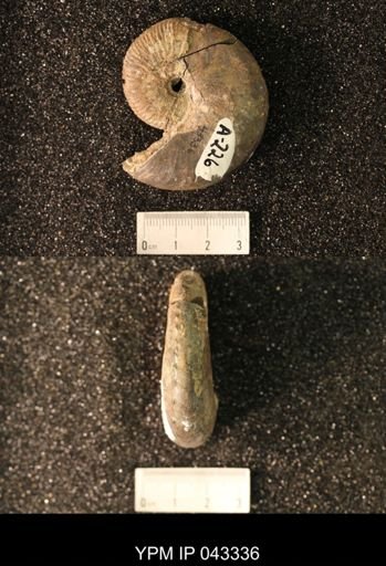 Hoploscaphites nicolletii