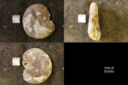 Hoploscaphites nicolletii