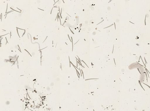Clathria prolifera