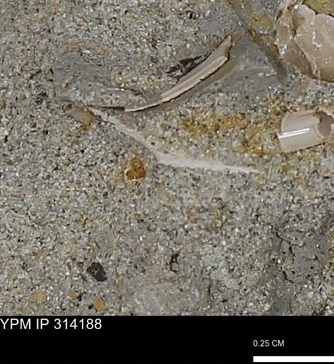 undet. Mollusca