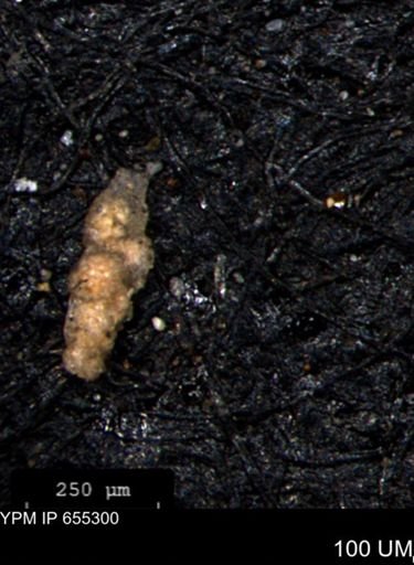 Ammobaculoides phaulus
