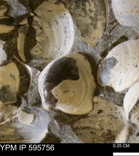 Protocardia sp.