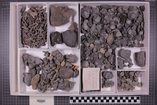 mixed taxa, stratigraphic collection