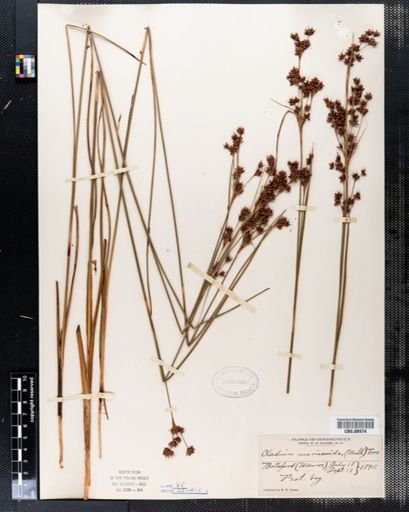 Cladium mariscoides