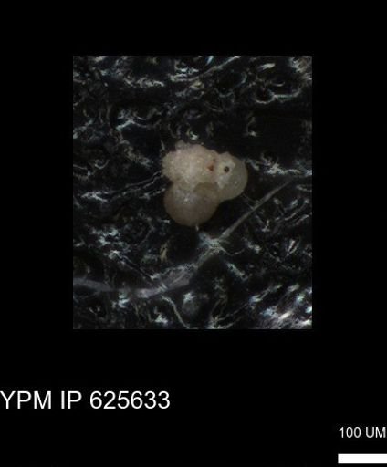 undet. Foraminiferida