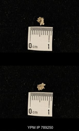 undet. Brachiopoda