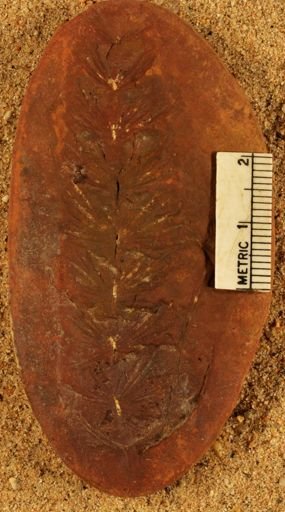 Annularia